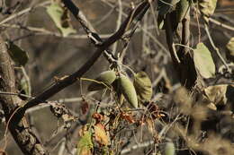 صورة Marsdenia mexicana Decne.