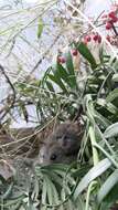 Image of Yellow-rumped Leaf-eared Mouse