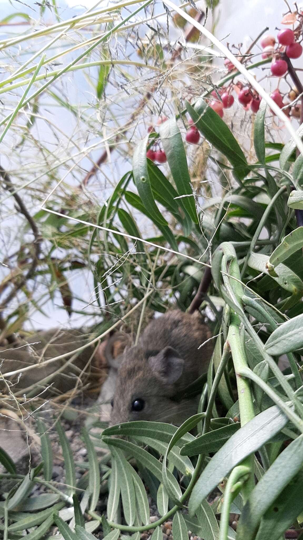 Image of Yellow-rumped Leaf-eared Mouse