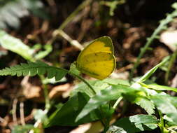 Image of <i>Eurema blanda arsakia</i>