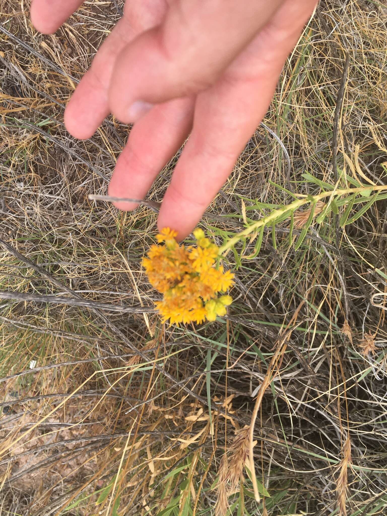 Image of Rusby's goldenbush