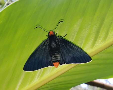 Image of Pyrrhopyge phidias Linnaeus 1758