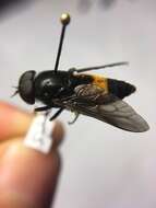 صورة Hybomitra cincta (Fabricius 1794)