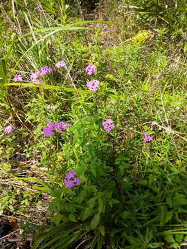 Image of Tampa Mock Vervain