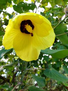 Plancia ëd Hibiscus tiliaceus subsp. tiliaceus