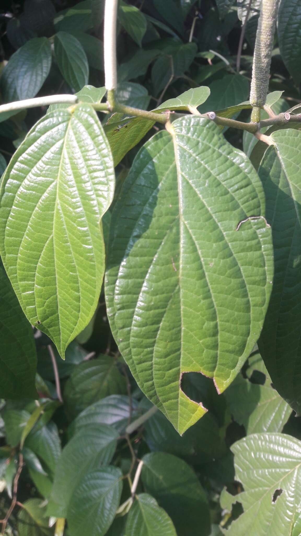 Image of Jamaican pepper