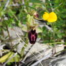 Image de Ophrys lyrata