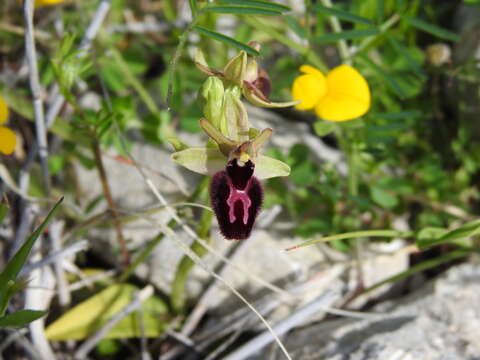 Image of Ophrys lyrata