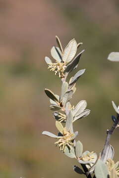 Image de Pervillaea venenata subsp. macrantha J. Klack.