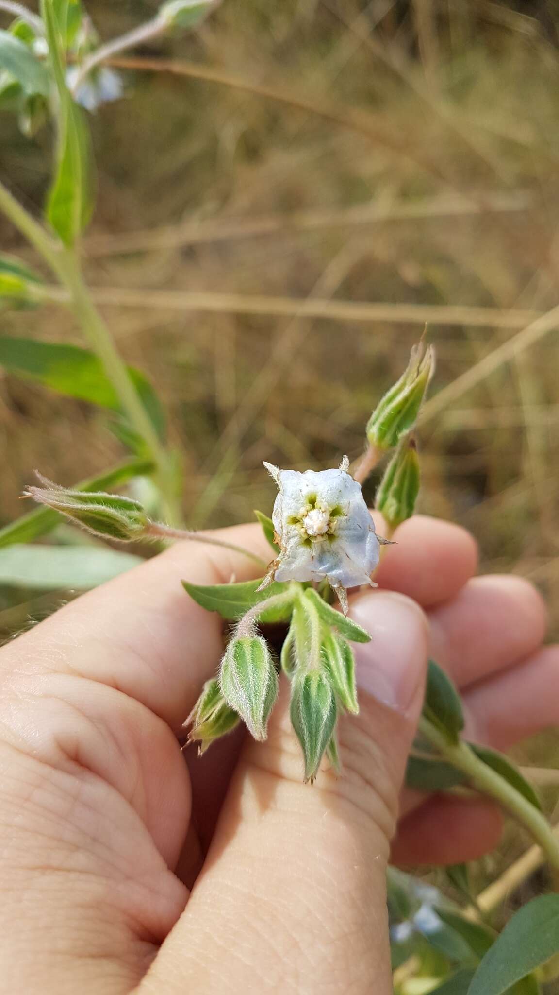 Image of Late weed