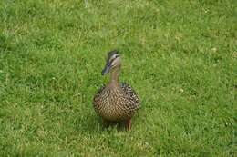 Image of Common Mallard