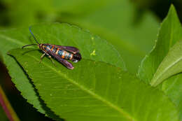 Image of Texana Clearwing Moth