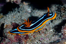 Image of Kuiter's black white orange slug