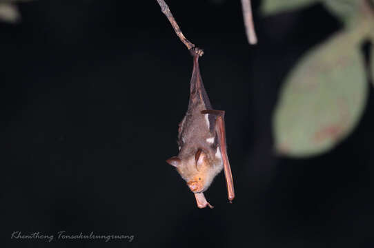 Hipposideros diadema (É. Geoffroy Saint-Hilaire 1813) resmi