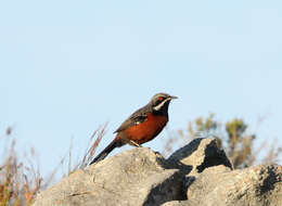 Image of Cape Rock-jumper