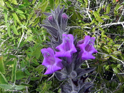 Image of Lepechinia salviae (Lindl.) Epling