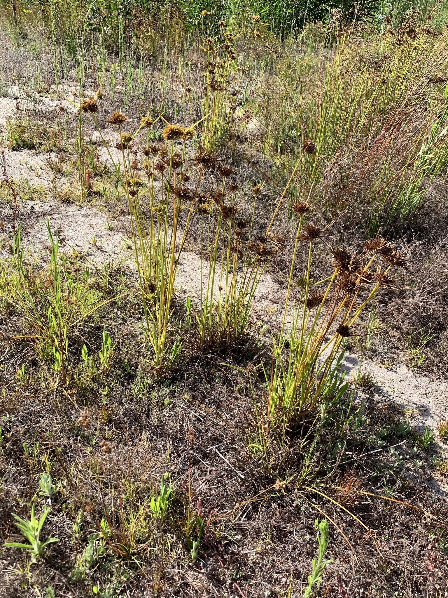 Image of manyspike flatsedge