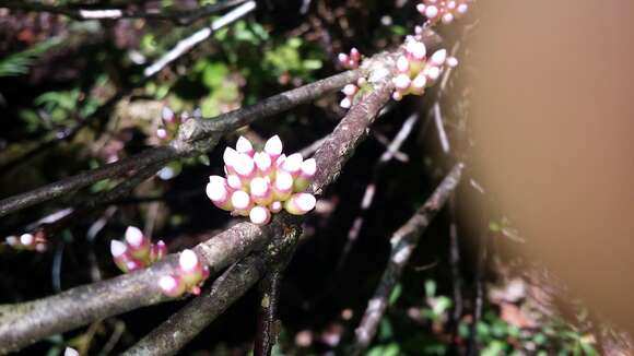 Plancia ëd Medinilla chermezonii H. Perrier