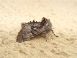 Image of nut-tree tussock