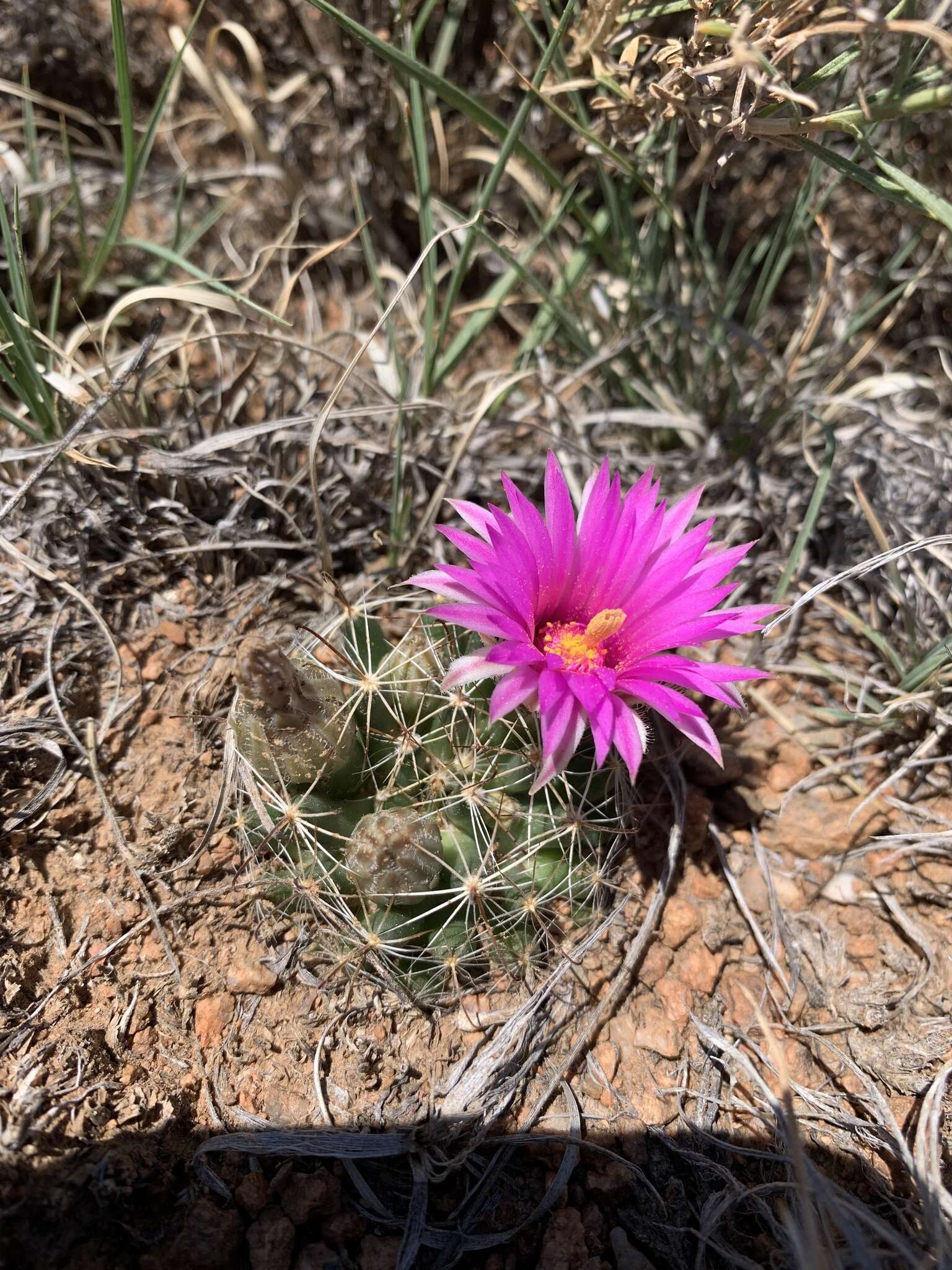 Image of Wright's nipple cactus