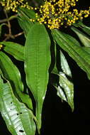 Plancia ëd Miconia longifolia (Aubl.) DC.