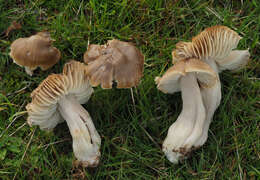 Image of Neohygrocybe Herink