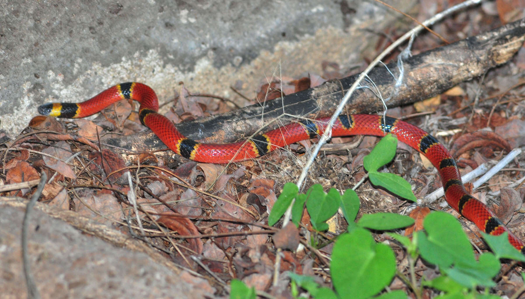 Image of Nayarit Coral Snake
