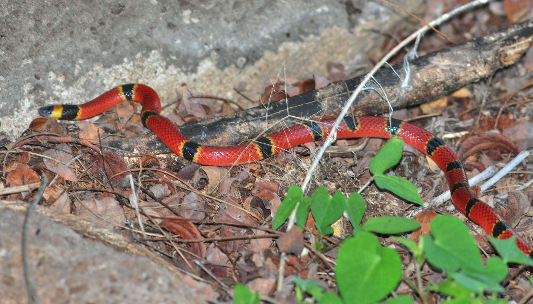 Imagem de Micrurus proximans H. M. Smith & Chrapliwy 1958