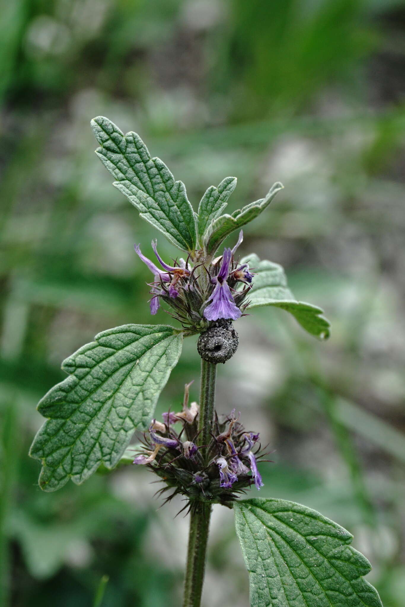 Plancia ëd Marrubium catariifolium Desr.