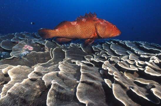 Epinephelus posteli Fourmanoir & Crosnier 1964 resmi