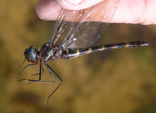 Image of Macromia cincta Rambur 1842