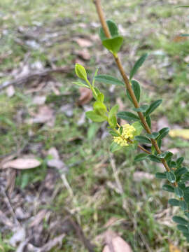 Image of Pimelea flava R. Br.