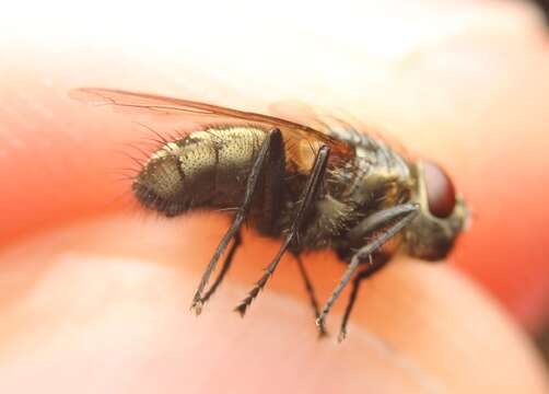 Image of Narrow-cheeked cluster fly