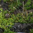 Image of California tortula moss