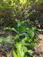 Plancia ëd Andersonglossum occidentale (A. Gray) J. I. Cohen