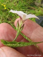 Image de Convolvulus farinosus L.