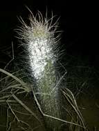 Image of Echinopsis leucantha (Gillies ex Salm-Dyck) Walp.