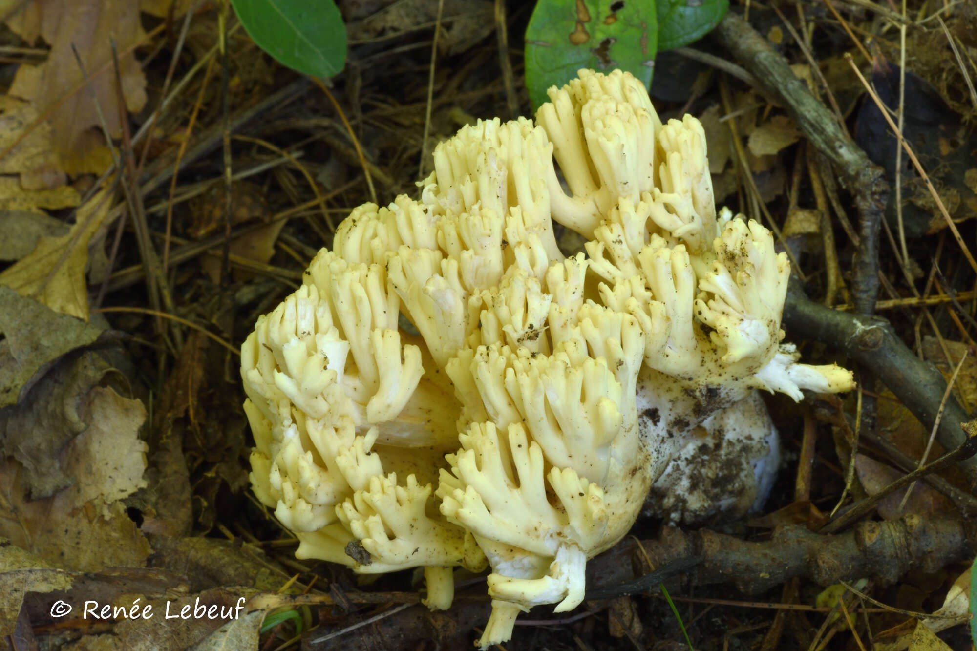 Ramaria magnipes Marr & D. E. Stuntz 1974的圖片