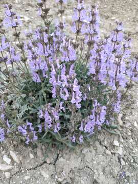 Image of Hoary Salvia