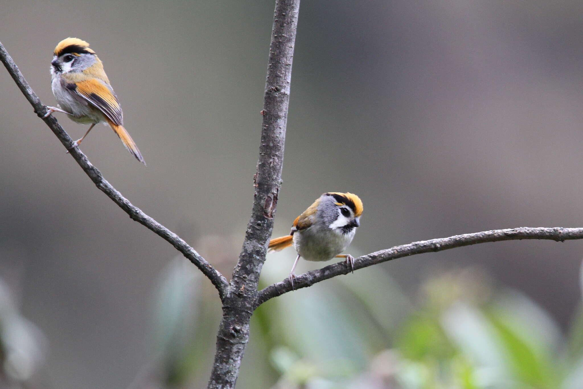 Image of Black-throated Parrotbill