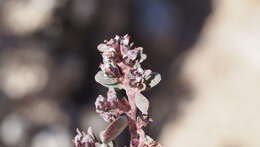 Euphorbia pediculifera var. pediculifera的圖片