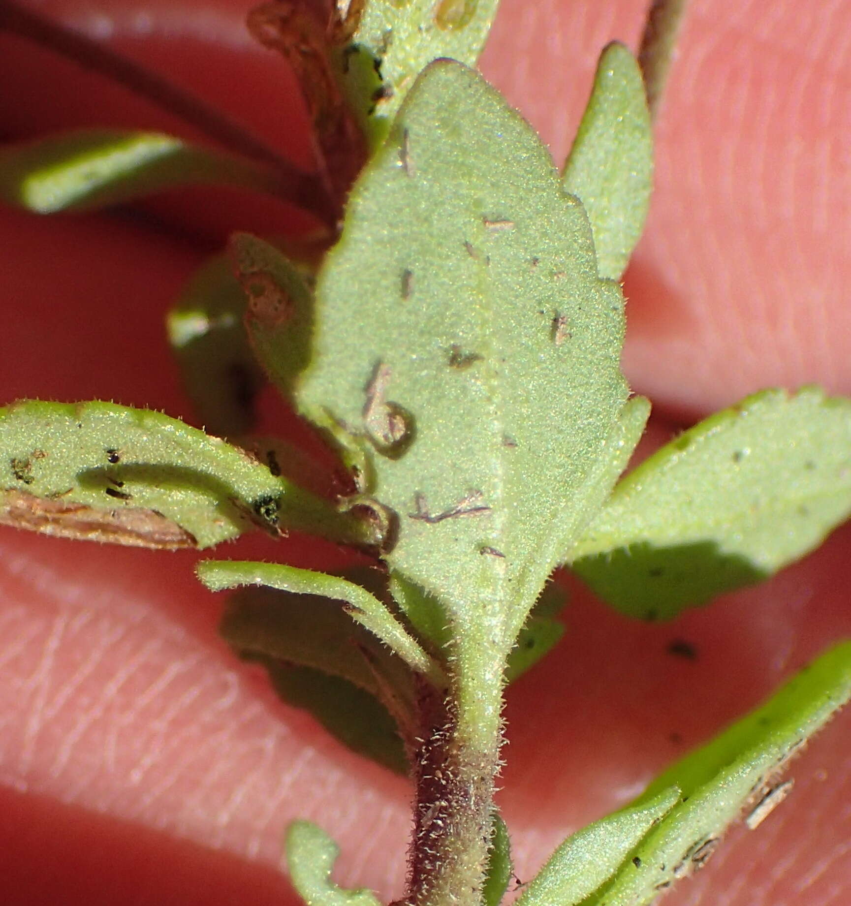 Image de Sutera polyantha (Benth.) Kuntze