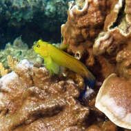 Image of Lady Musgrave blenny