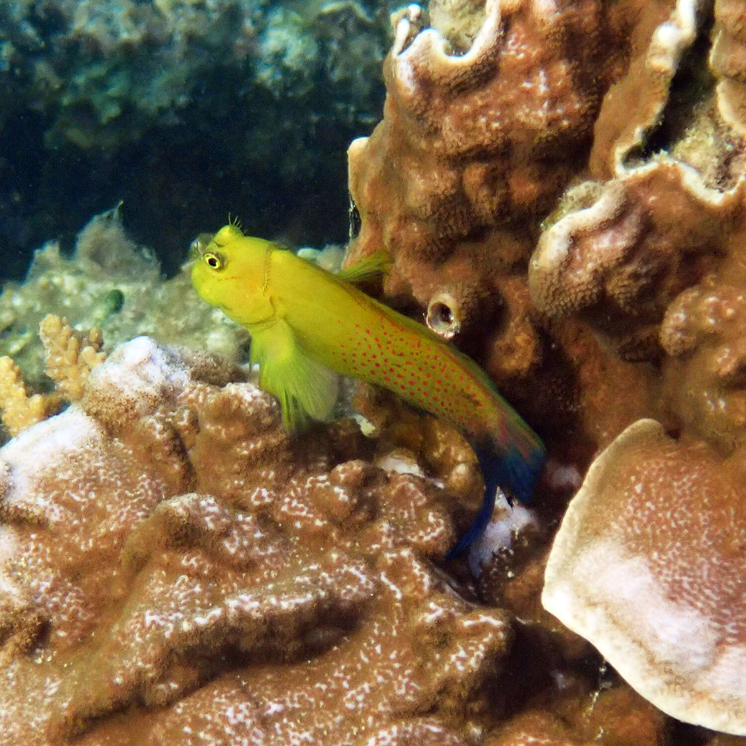 Image of Lady Musgrave blenny