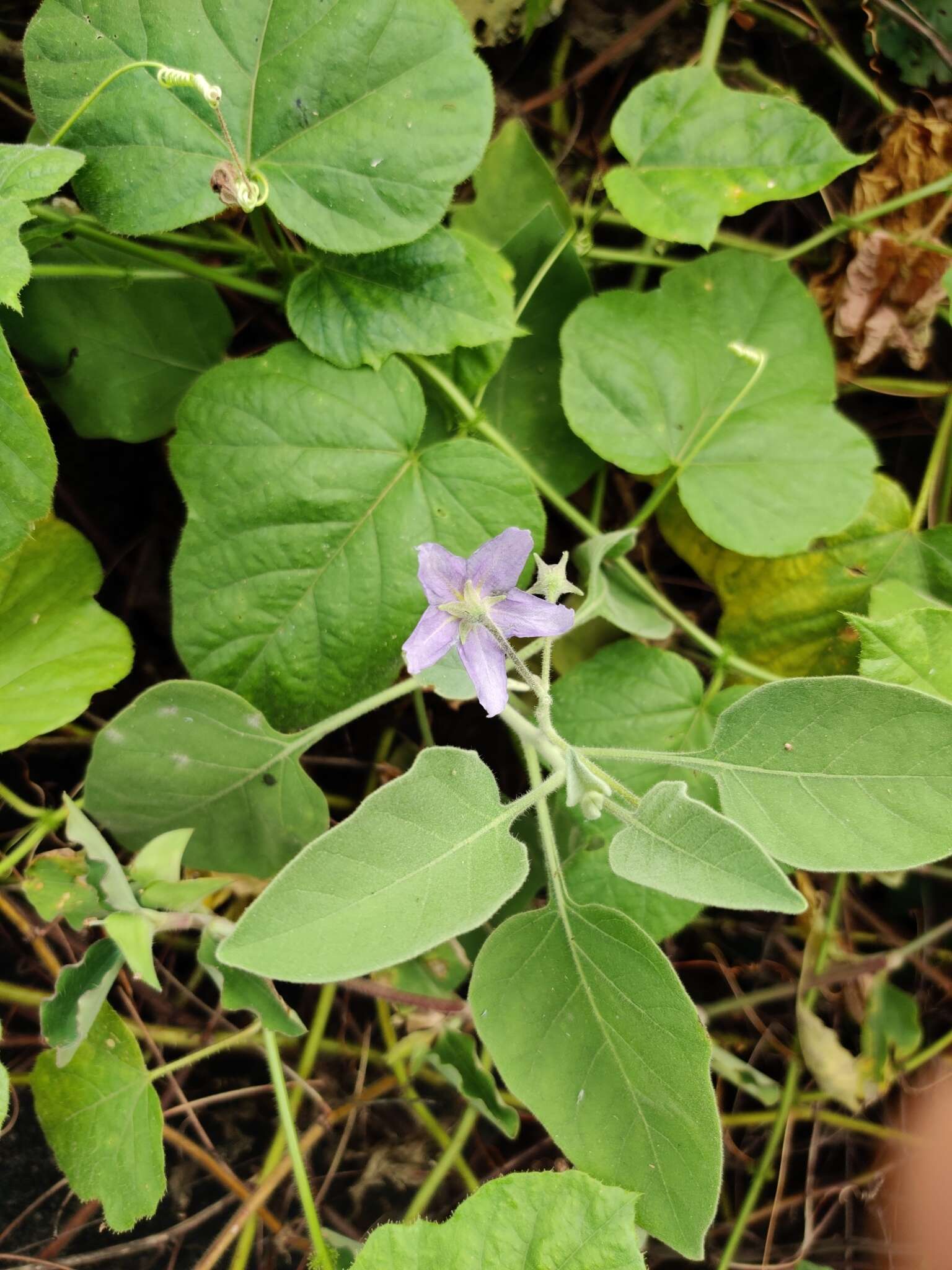 Image of Solanum pubescens Willd.