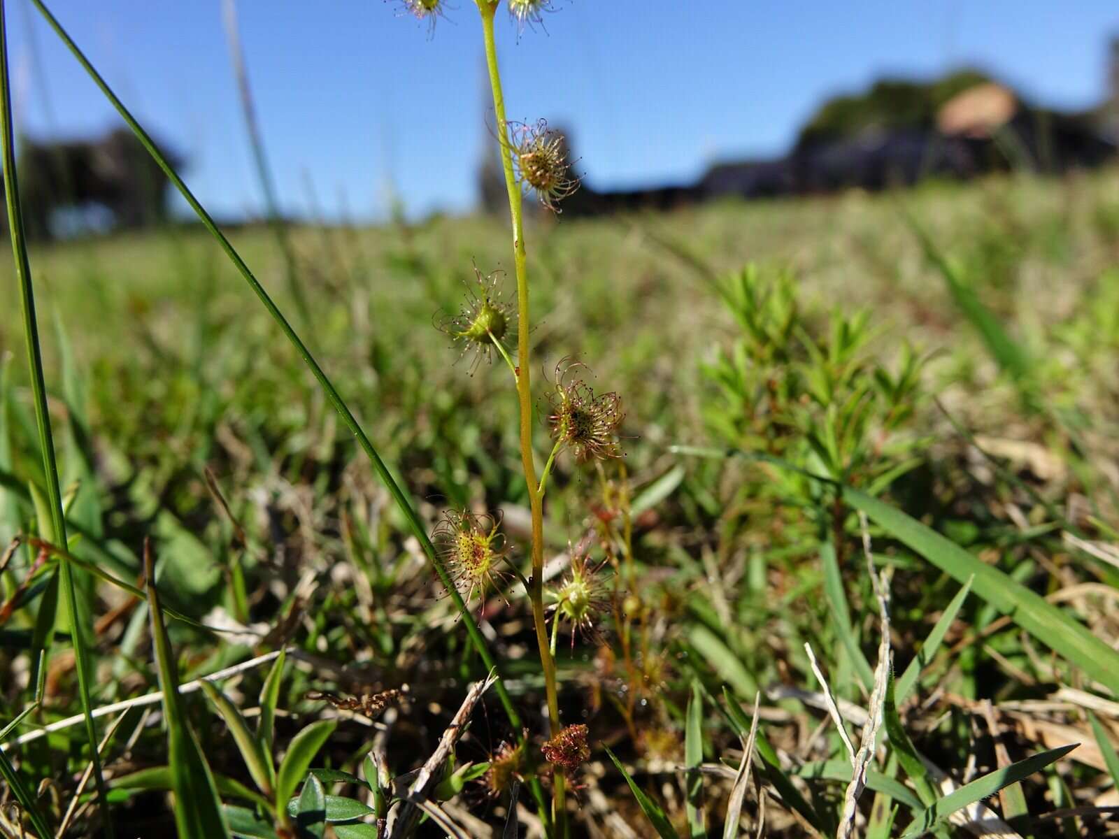 Image of Drosera peltata subsp. auriculata (Backh. ex Planch.) Conn