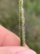 Image of Paraguayan windmill grass