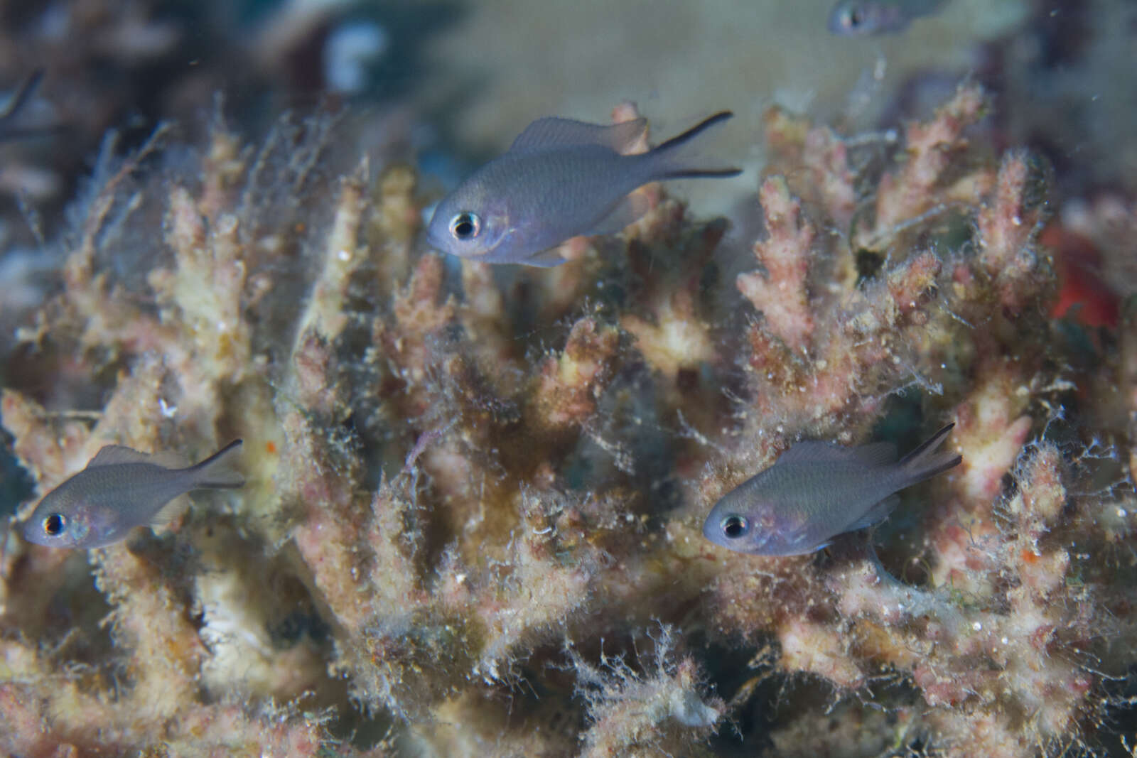 Image of Ternate chromis