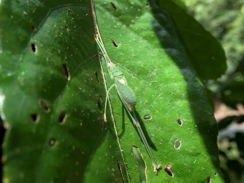 Image de Chloracantha lampra Hebard 1922