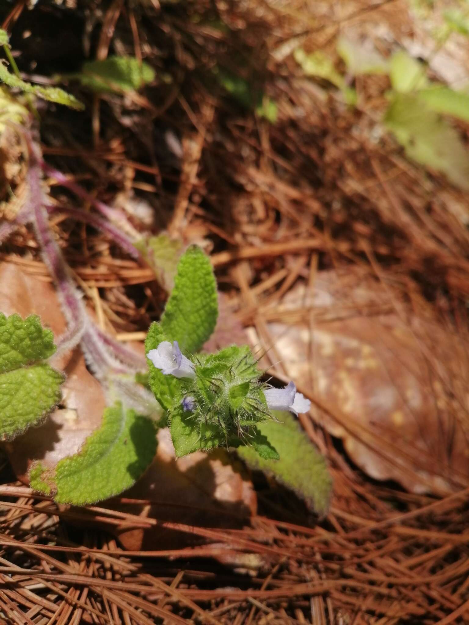 Image of Lepechinia schiedeana (Schltdl.) Vatke